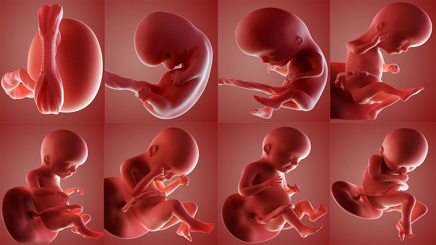 آغاز حیات جنین